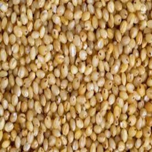 Organic Foxtail Millet